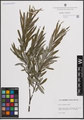 Foto von Salix eleagnos Scop.